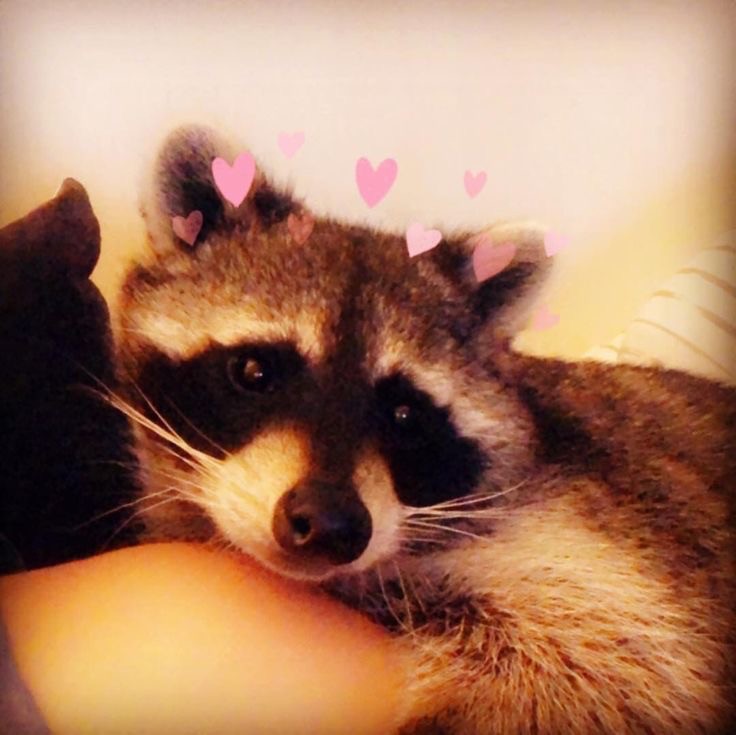 Create meme: cute raccoon, enotik , the raccoon is cute