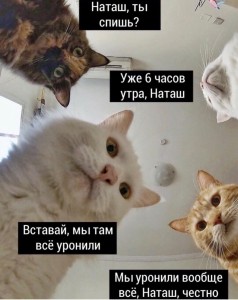 Создать мем: котэ, кошки, кот