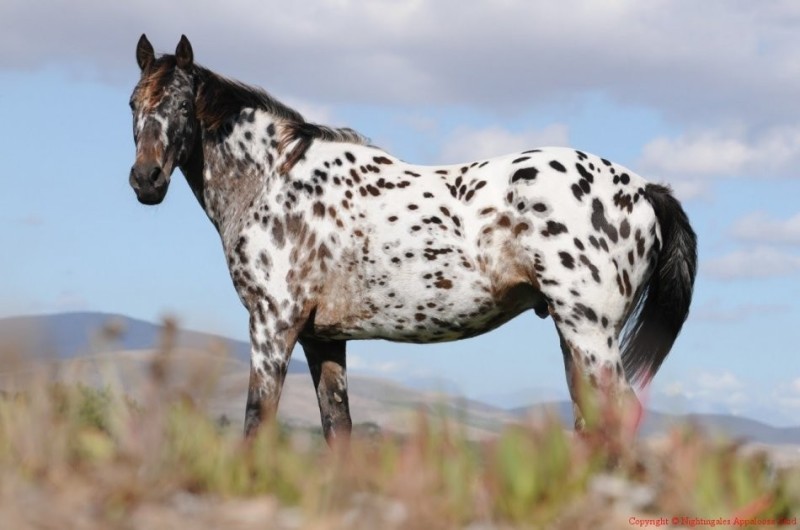 Create meme: appaloosa horse breed, spotted horse, appaloosa horse