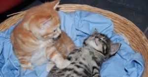 Create meme: cat, the cat woke up, cats kittens