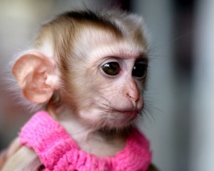 Создать мем: милая мартышка, маленькая обезьянка улыбается, домашние обезьянки