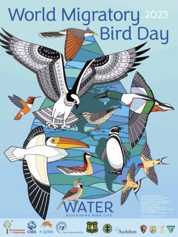 Create meme: world migratory bird day, international migratory bird day, national bird day