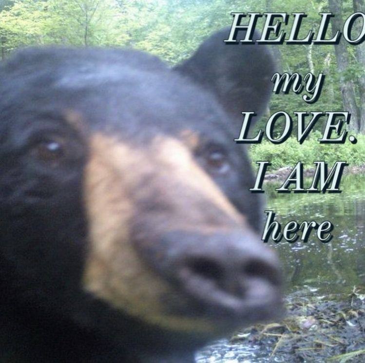 Создать мем: медведь гризли, медведь медведь, медведь