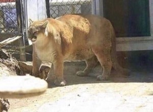 Создать мем: пума fat, толстая львица, животные челябинского зоопарка