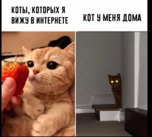 Создать мем: смотрит мем, мемы, смешные кошки