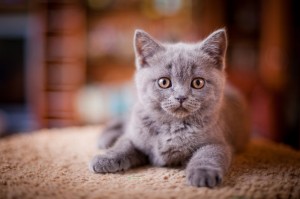 Создать мем: британский кот, британский кот серый, серенькие котята британские