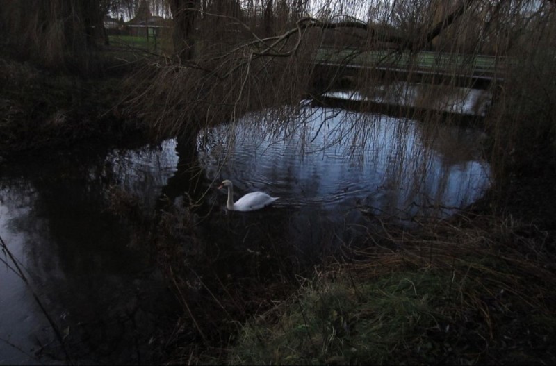 Create meme: darkness, swans arrived on ponds, swans in the lake