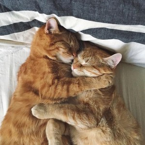 Create meme: cats Kus pictures, favourite cats, kittens cuddling pictures