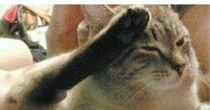 Create meme: excited cat GIF, press f cat, cat gives a military salute