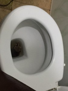 Create meme: toilet paper and the toilet, toilet seat, toilet