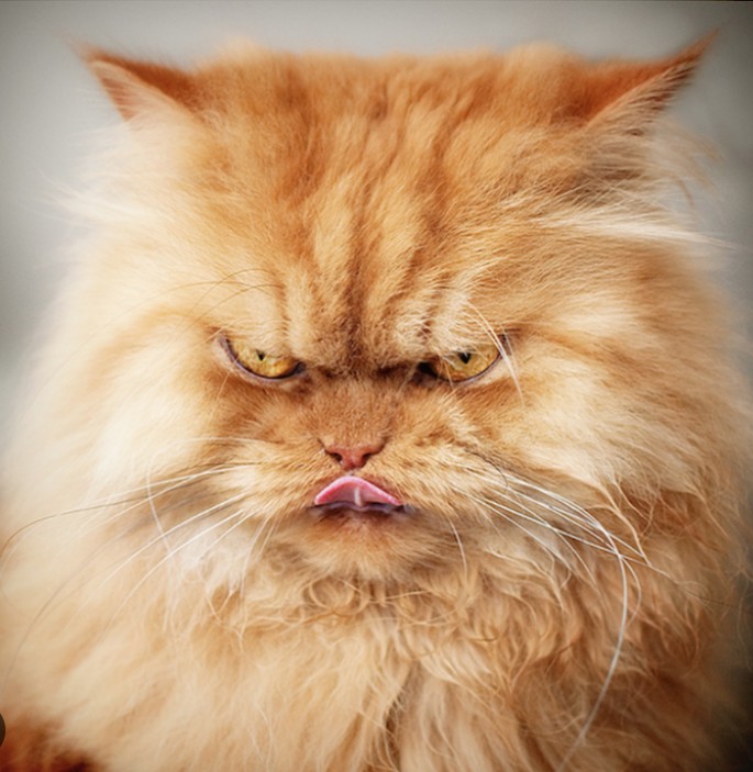 Создать мем: персидский кот злой, очень злой кот, злой рыжий кот