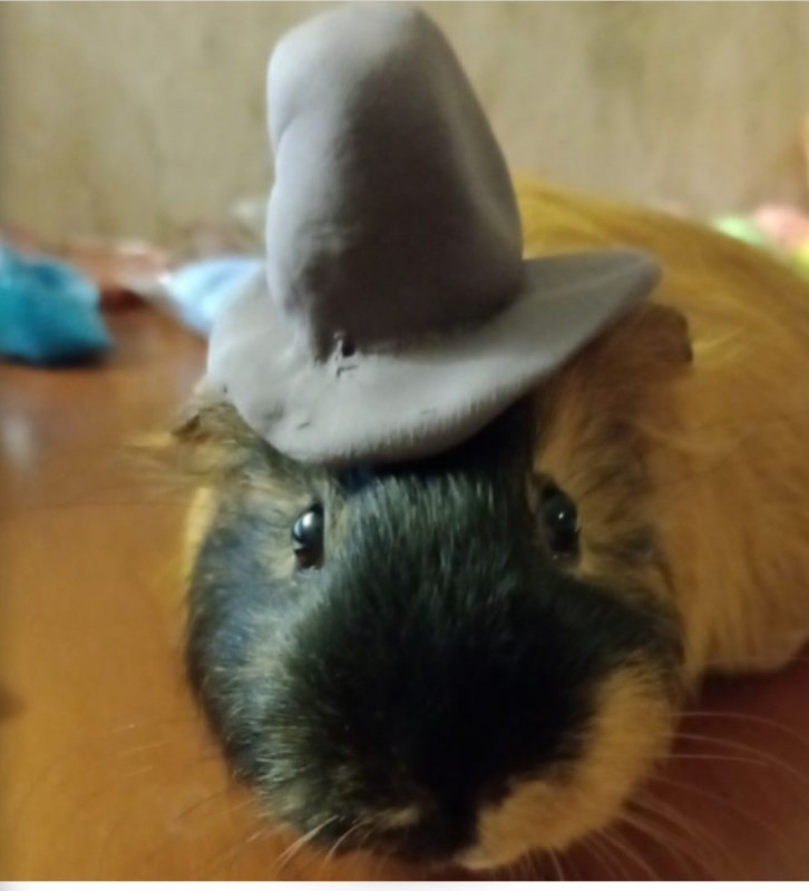 Create meme: Guinea pig , the guinea pig is funny, the pig in the hat