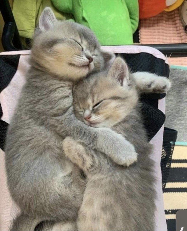 Create meme: cute cats funny, animals cute, cats cuddling