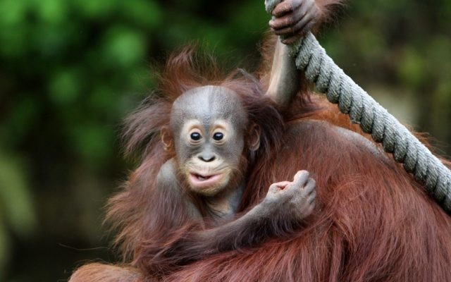 Create meme: orangutan and chimpanzee, orangutan monkey, orangutan baby