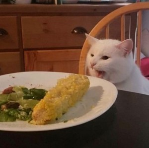 Создать мем: smudge cat meme, мемы кот в ресторане, Кошка