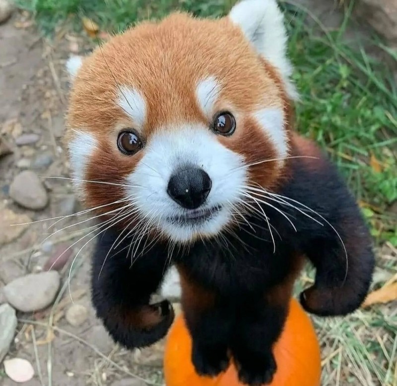 Create meme: red Panda , The Chinese panda is red, little panda