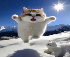 Create meme: snow cat, cat snow, cat 