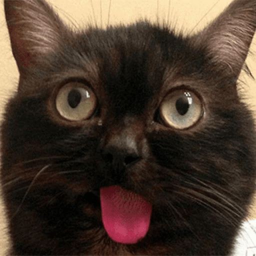 Create meme: cat , funny animals cats, cat with tongue 