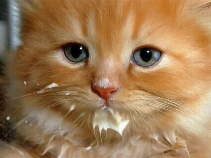 Создать мем: рыжий персидский котенок, рыжие котята в добрые, рыжий котенок измазанная морда