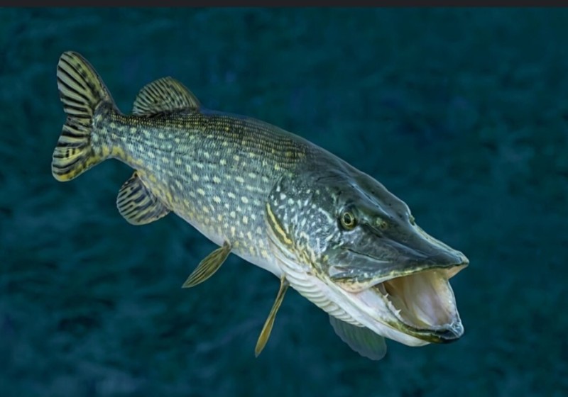 Create meme: common pike, pike esox lucius, pike fish