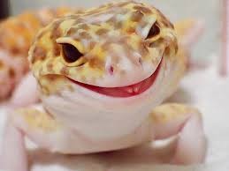 Create meme: gecko eublefar smile, Gecko ablefor smiling, Gecko 