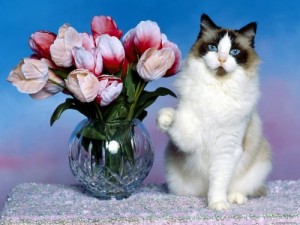 Create meme: flowers, cat Marquis, cat