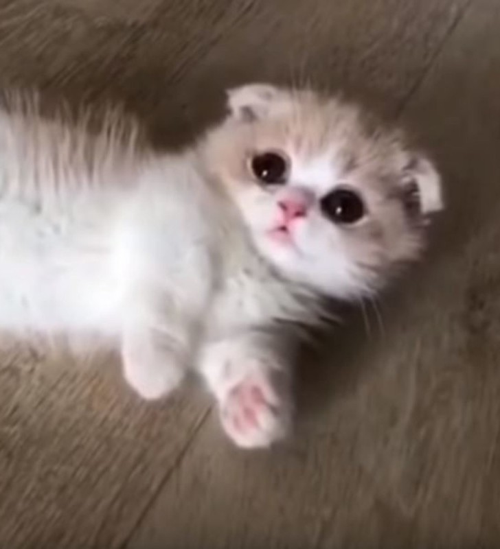Create meme: scottish fold kittens, cute cats , cute little cats