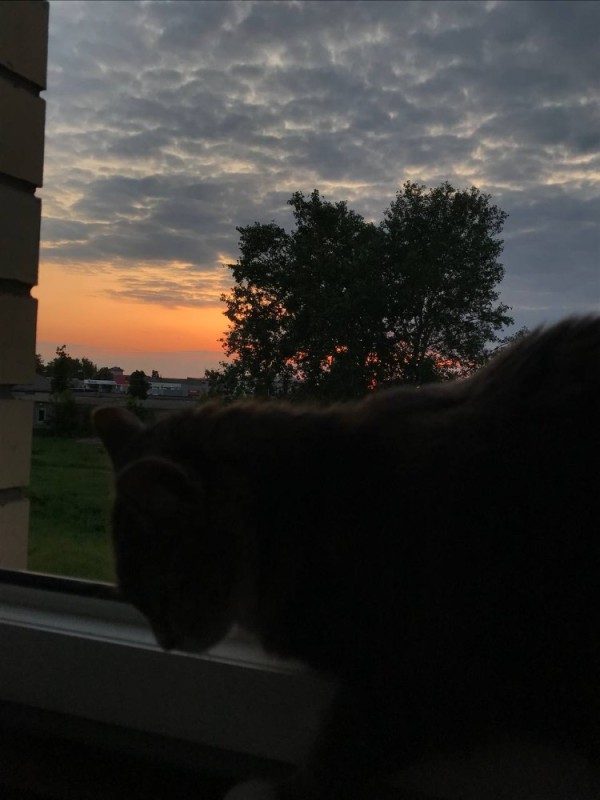 Создать мем: окно, самый красивый кот, кот в окне на закате