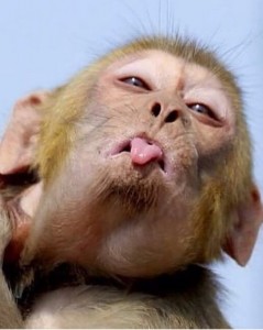 Create meme: happy monkey, monkey with lipstick, a monkey with tongue sticking out