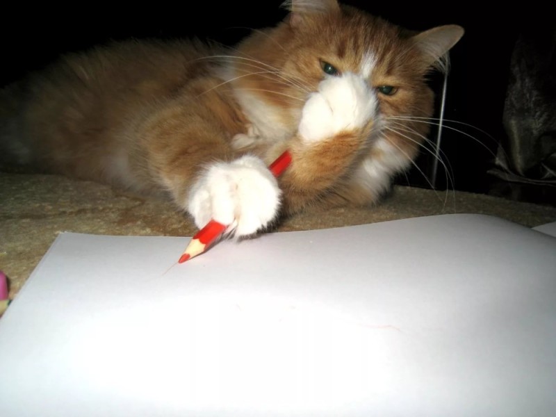 Создать мем: кошка, кот играет с карандашами, кот куряга