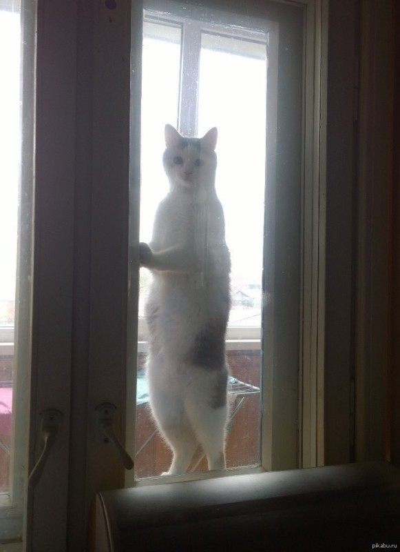 Create meme: cat on the balcony, cat , anti-glare on the windows