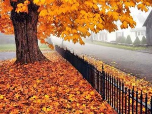 Create meme: autumn rain leaves under your feet, beautiful autumn, Coos fasli