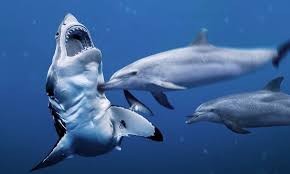 Create meme: shark dolphin, Sharks are afraid of dolphins, dolphin vs shark
