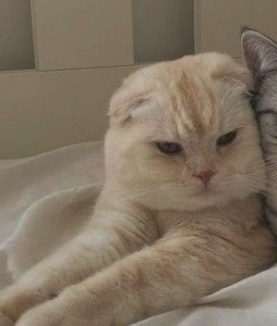 Create meme: Scottish fold cat, cute cat, cat