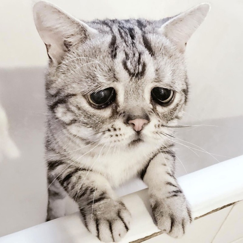 Create meme: sad cat breed, the saddest cat , sad cat