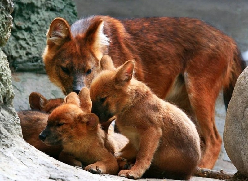 Create meme: red mountain wolf, red wolf cubs, red wolf red book
