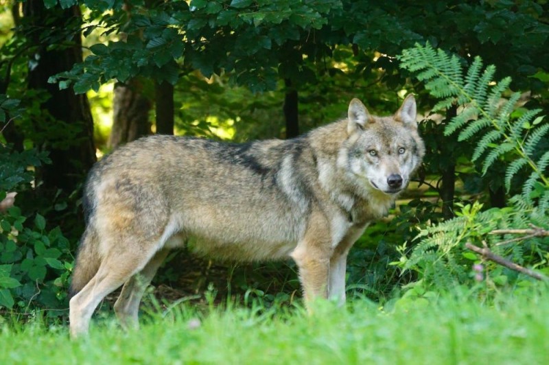 Create meme: european wolf, brown wolf, the big gray wolf