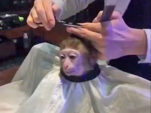 Создать мем: обезьянка в парикмахерской, обезьяна в парикмахерской, мартышка в парикмахерской