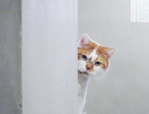 Создать мем: коты, котики, котик выглядывает из-за стены