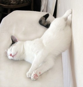 Create meme: cat love, sleeping cat, sleeping cat