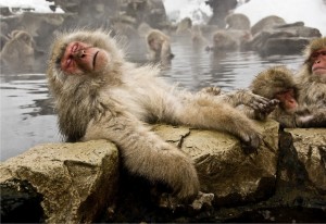 Создать мем: парк обезьян дзигокудани зимой, долина обезьян джигокудани, японские макаки в горячих источниках