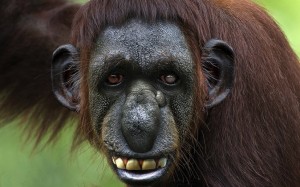 Создать мем: орангутанг страшный, обезьяна орангутанг, обезьяна лицо
