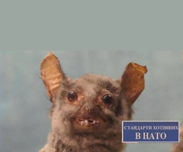 Create meme: bat meme, the stoned bat, the bat is funny