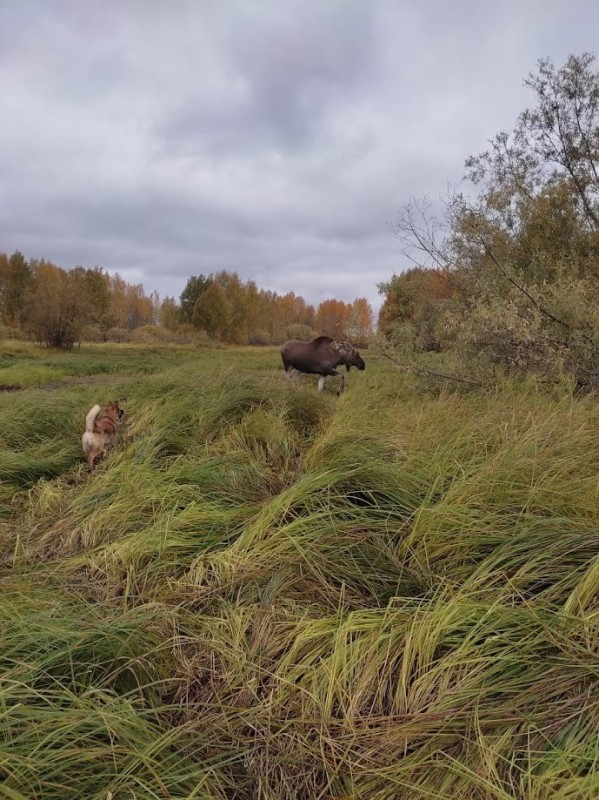 Create meme: nature , Oka Bison Reserve, buffaloes in the Moscow region