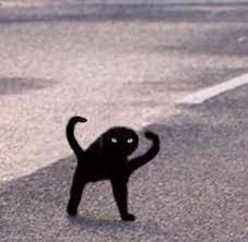 Создать мем: кошки, черный кот мем ъуъ, Кошка