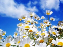 Create meme: chamomile flowers , the nature of chamomile, daisies are beautiful