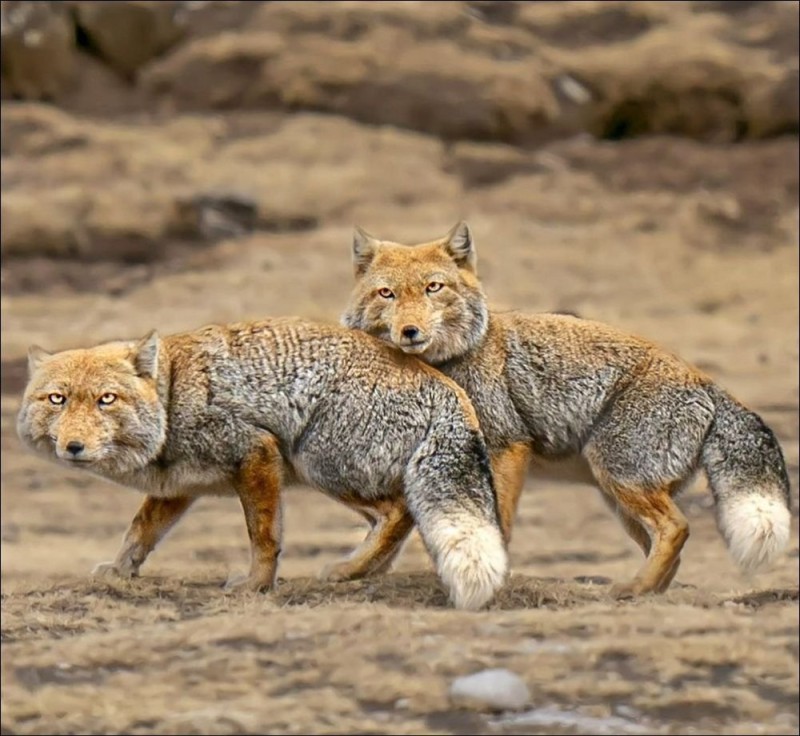 Создать мем: тибетская лисица vulpes ferrilata, тибетская лиса смешная, гималайская лиса