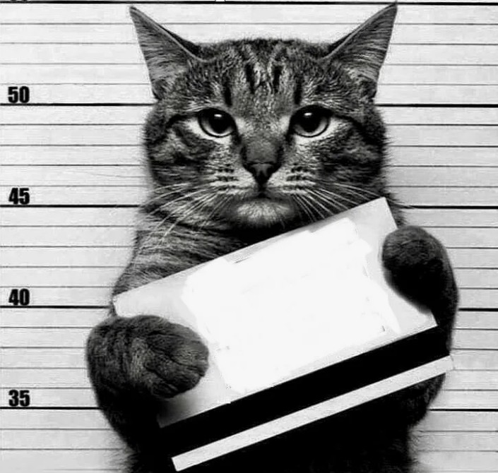 Создать мем: кот в тюрьме с табличкой, кот с табличкой, коты с табличками