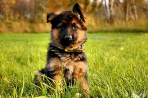 Create meme: puppy, German, german shepherd puppies