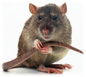 Create meme: a little rat, mouse animal, rat mouse
